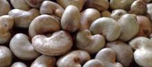 Grade A Cashew Nuts Fresh and Dried Nuts