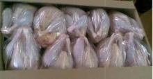 Halal Frozen Whole Chicken From Brazil