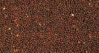 non gmo  canola   seed  for  sale 