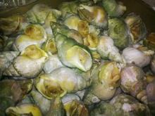 Whelk (Buccinum undatum)