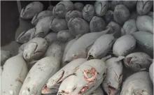 Frozen  albacore   tuna 