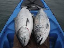  Fresh   Frozen   Salmon  Fish Top Quality