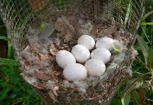 HOT SALE !!! Fertilized Parrots Eggs for sale