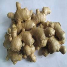 Fresh Ginger