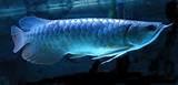 Quality Blue color Arowana fish