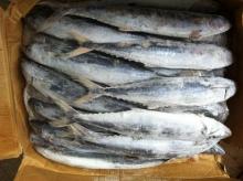 Frozen Mackerel Fish(Jack/Horse/Pacific/Atlantic )