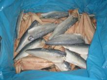 Frozen Mackerel Fillet