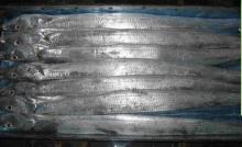 Frozen Ribbon Fish