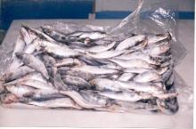  Frozen  Whole  Sardine 