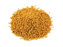  Yellow   Mustard  Seed