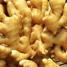 Quality Fresh Ginger