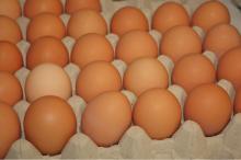 Fresh Brown Chicken Eggs