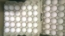 Fresh Chicken Brown Eggs, White Eggs