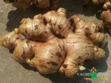 GINGER 480 USD/Ton Negotiate if big quality