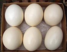 Fertilized  Ostrich   Eggs /  Ostrich  Feathers