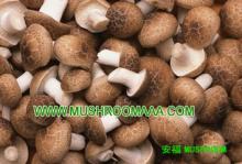 shiitake dried  MUSHROOM  S, dry  shiitake  mushroom   mushroom  Dried  Mushroom   Slices ,Dried Shiitake Chine