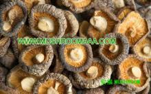 Dried Shiitake Chinese Mushroom ,Shiitake mushrooms,Flower Mushroom ,Dehydrated Sliced Shiitake Mush