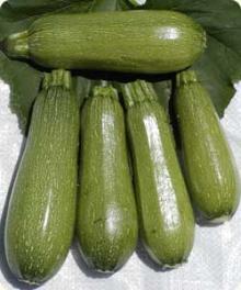Zucchini