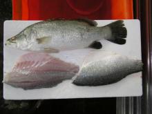White Snapper (sea Bass / Baramundi)