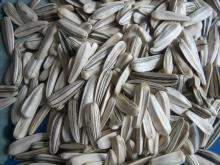 Big High Quality Sunflower Seeds Grade 5009