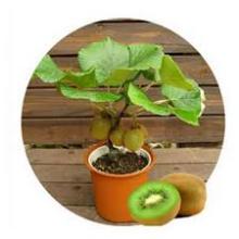 Best Kiwi  Seedlings 