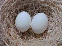 Fertile Moluccan Cockatoos eggs for sale
