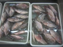Frozen Tilapia Whole Round 2
