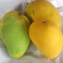 Fresh  Mango 