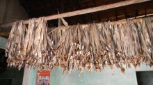 Best-Quality Dried Bombay  Duck  Fish