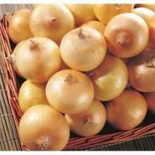  Yellow   onion  with best price