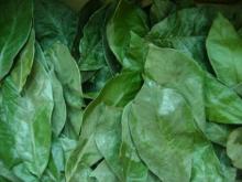 dried soursop leaves