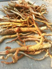  Raw  Eurycoma longifolia Jack  root  from VietNam