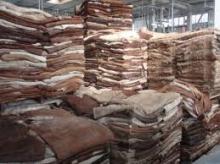 Wet salted cow Hides/skin, cow heads and animal skins