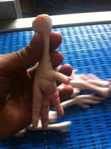 Halal Processed Chicken Feet