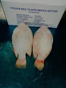  RED   TILAPIA   whole  round 90%NW, size 800-1200
