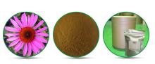 Pure natural Echinacea purpurea extract