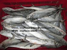HORSE MACKEREL(Megalaspis cordyla) high quality for sell,