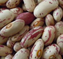 Long Shape Light Speckled Kidney Bean