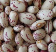 Oval Shape Light Speckled Kidney Bean