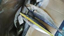Atlantic Horse Mackerel (IQF Frozen and 20cm+ Sizes) FOR SALE