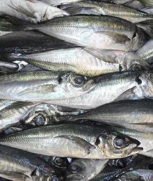 Frozen Atlantic Horse Mackerel, Trachurus trachurus for sale