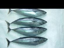 Frozen Tuna and Frozen Tuna for Bait (IQF/Whole Round /Sea Frozen) for sale