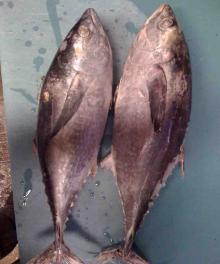 Frozen Bullet Tuna (IQF/Whole Round /Sea Frozen) for sale