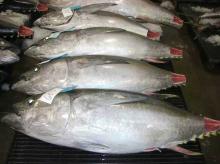 Big Eyes Yellowfin  Frozen   Tuna   Fish  (10-20kg per Piece) for sale