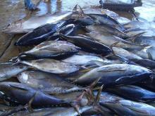 BQF Frozen yellowfin Tuna whole Round for sale