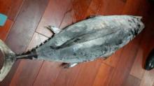Frozen Yellow Fin Tuna Whole, Gulled and Gutted (BQF) for sale