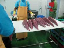 Wholesale Frozen Yellow Fin Tuna (BQF) for sale