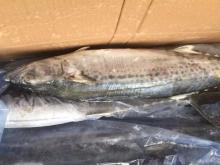 Frozen Spanish  Mackerel  for  sale 