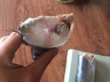 IQF Frozen Spanish Mackerel (Good Price) for sale