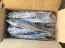 Whole Round Spanish Mackerel for Consumption (Good Quality) for sale